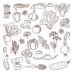 Vegetables. illustration.Design elements.