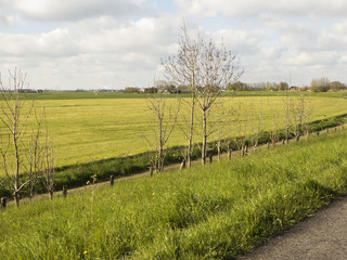 Fototapeta na wymiar Région de Maasland (Pays Bas)