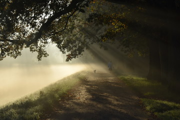 Obraz premium Mystery road, misty landscape, morning autumn park with sun rays
