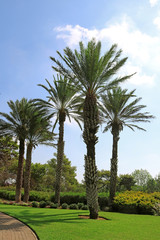 Obraz premium Palms in park Ramat Hanadiv, Memorial Gardens of Baron Edmond de Rothschild, Zichron Yaakov, Israel