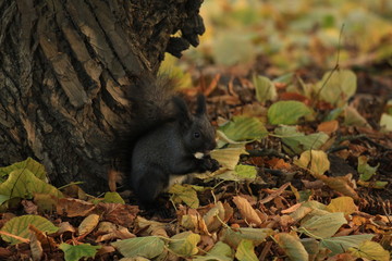 fluffy squirrel in the park