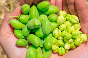 Fresh green chickpeas