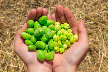 Fresh green chickpeas