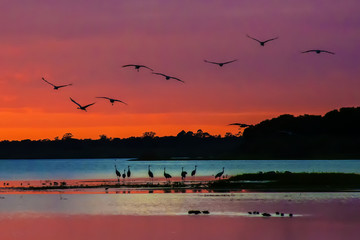 Arriving sandhill cranes