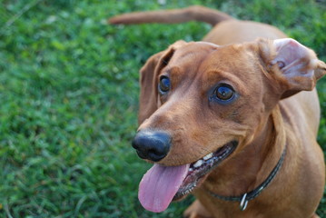 Brown daschund in garden on green grass