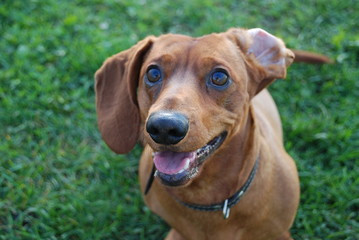 Brown daschund in garden on green grass