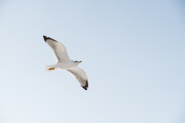 Seagull flight in a bright blue sky