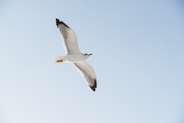 Seagull flight in a bright blue sky