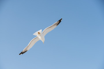 Seagull flight in a bright blue sky