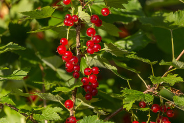 Obraz premium Red currant on the branch 