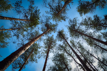 Fototapeta premium forest