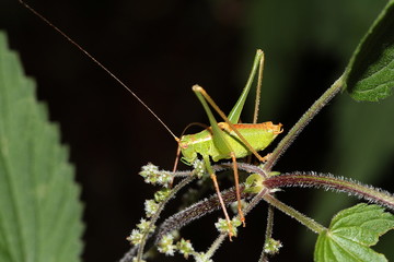 Larve einer Laubheuschrecke, Großes Heupferd, Tettigonia viridissima