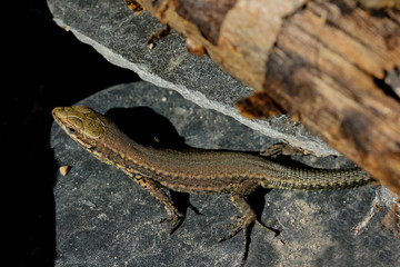 Kleine Mauereidechse, Podarcis muralis