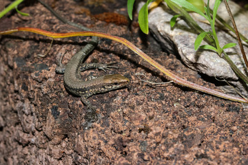 Kleine Mauereidechse, Podarcis muralis