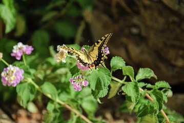 BUTTERFLY - PAPILIO MACHAON (common yellow swallowtail, Irapetra, Crete, Greece)