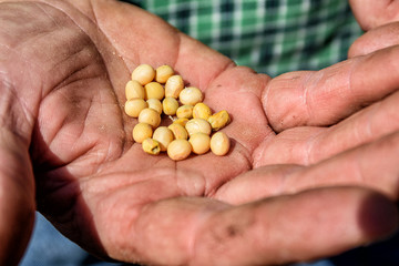 Ripe soybeans in a family farmer's hand