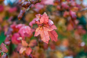 Fototapeta premium Red Brown Vivid Color Autumn Leafs, right after the rain