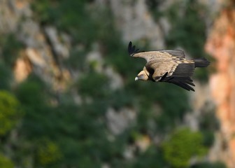 Griffon Vulture (Gyps fulvus), Crete, Greece