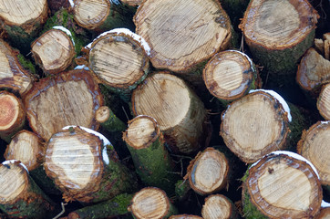 Fototapeta premium Profiles of a tree trunks in a winter