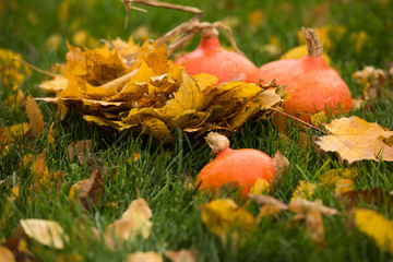 orange pumpkins  in the garden
