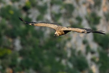 Griffon Vulture (Gyps fulvus), Crete, Greece