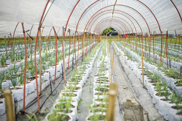 growing onions from seed