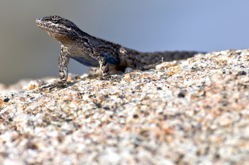 Ornate Tree Lizard