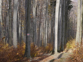 las bukowy jesienią