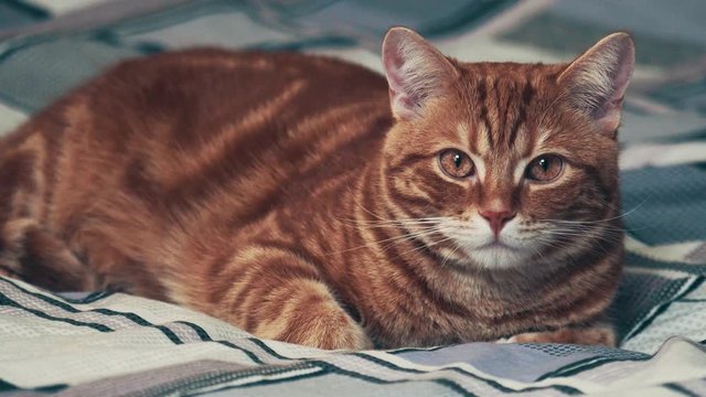 Jinger cat lying on bed. 4k