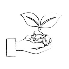 hands with coffee seeds and leafs plant vector illustration design