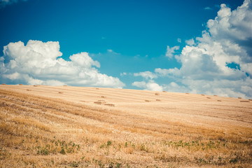 Obraz premium A newly harvested field with straw bales on the background of a blue cloudy sky