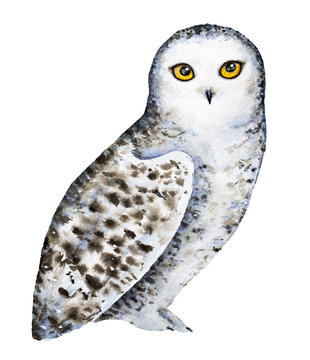 Snowy polar owl portrait. Full length body, standing. Big round yellow orange eyes, black beak, white plumage with brown dots and spots. Hand drawn watercolor illustration isolated, white background.