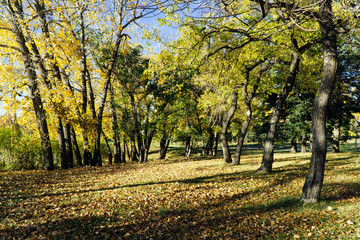 City Park in Fall 