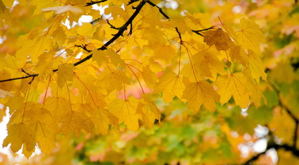 Fototapeta na wymiar Texture of large yellow maple leaves - 1