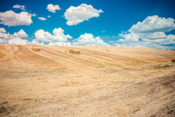 Fototapeta na wymiar A newly harvested field with straw bales on the background of a blue cloudy sky