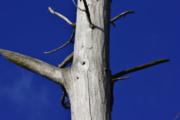 dead tree against blue sky