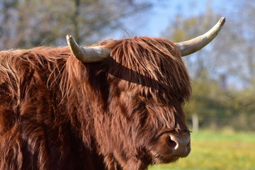 Highland cattle - Scottish cattle breed