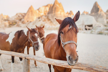 Close-up portrait of a horse in a corral in Cappadocia against the background of a cave town in...