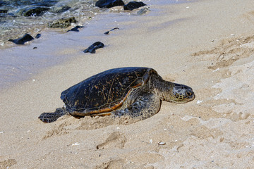 Hawaiian Green Sea Turtle