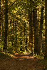 autumn woods with trees , sunrise light. christmas . bosco con alberi luce dell' alba . natale