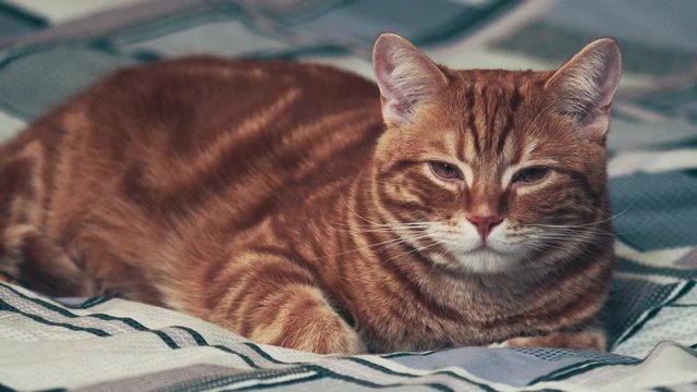Jinger cat lying sleepy on bed. 4k