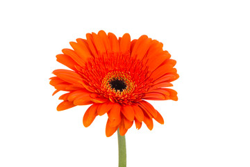 Red  orange gerbera flower