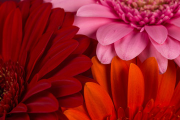 Red  orange pink gerbera flowers