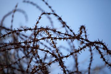 barbed wire