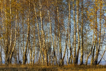 Obraz premium Forest of birch trees with golden autumn leaves.White birch trees in autumn seson. Trees with yellow leaves in autumn. Autumn aspen tree forest in the Romanian Carpathian Mountains.
