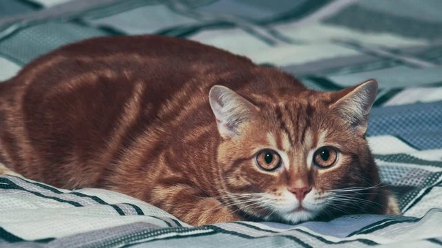Jinger cat playing on home background. 4k