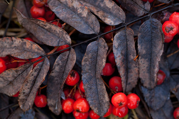 dry autumn yellow-brown leaf of rowan and red ashberry on the ground