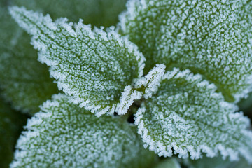 green plant covered with ice and frost