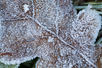 dry brown fallen oak leaf covered with ice and frost