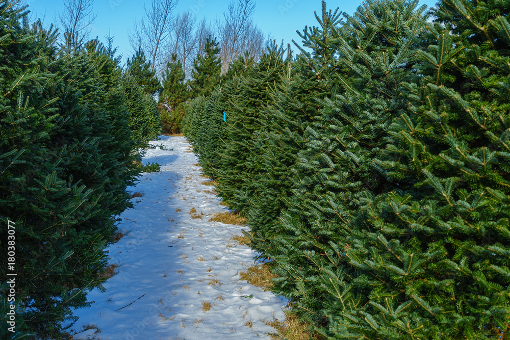 Wall mural christmas tree farm in rural america.